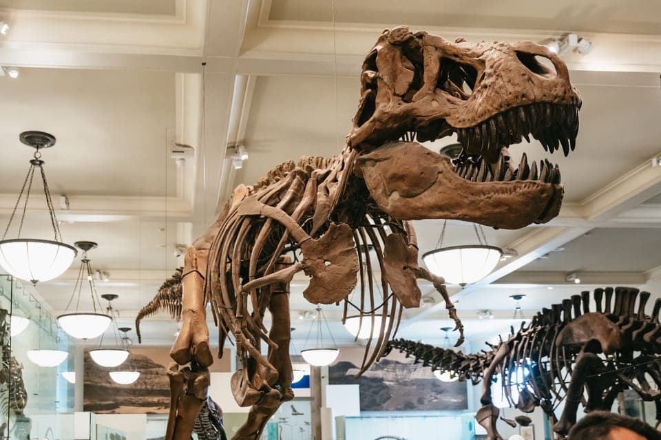 New York City: American Museum of Natural History Ticket, New York