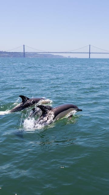 Lisbon: Dolphin Watching with Marine Biologist - Small Group, Lisbon