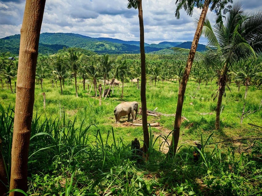 From Bangkok: Living Green Elephant Sanctuary Day Trip, Bangkok