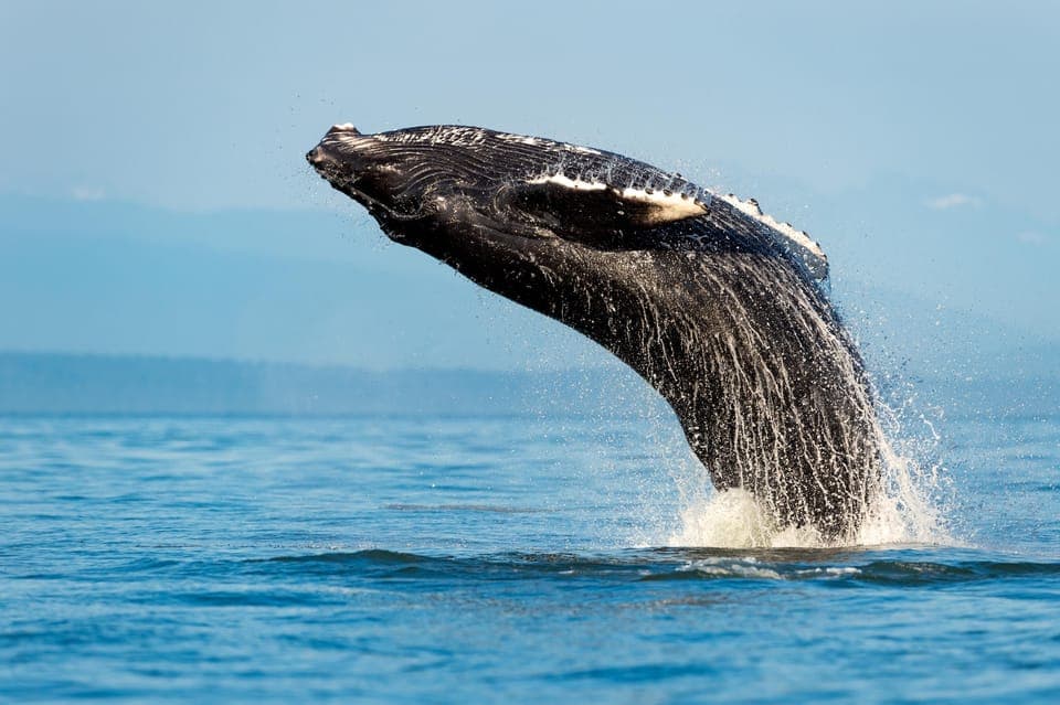 Sydney: Whale Watching Adventure Cruise, Sydney
