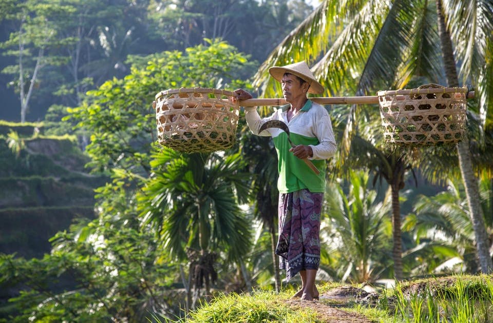 Ubud: Monkey Forest, Rice Terraces, Water Temples, Waterfall, Bali